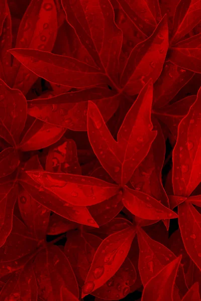 Follaje Peónico Cerca Fondo Pantalla Fondo Planta Teñido Rojo Profundo — Foto de Stock