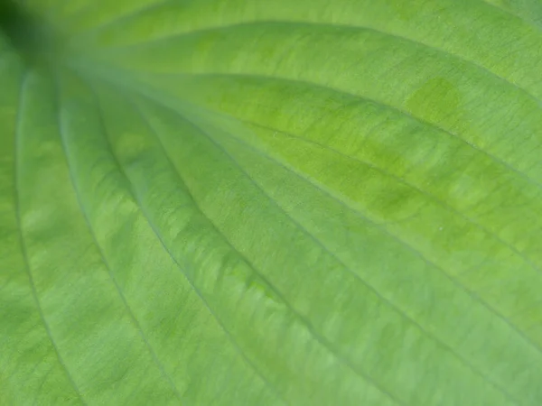 Hoja Ancha Planta Primer Plano Vista Superior Desde Arriba Fondo — Foto de Stock