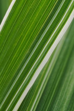 Çiçek arkaplan. Mısır gevreği bitkisinin çizgili beyaz ve yeşil yaprağı. Sazlık kanarya otu yaprakları. Doğal zemin ya da duvar kağıdı. Dikey çekim. Makro