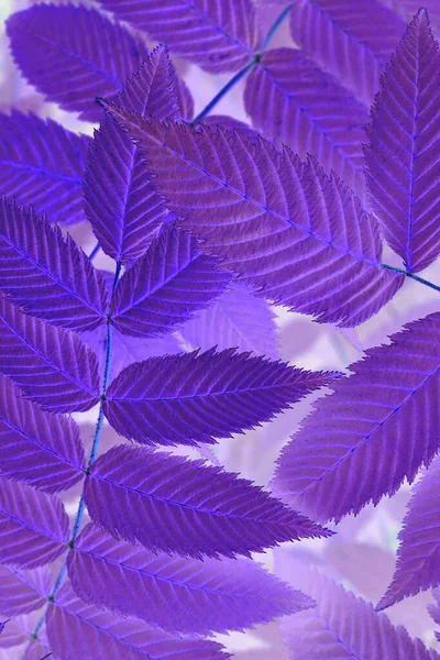 Fondo Planta Floral Púrpura Brillante Pegadizo Follaje Cerca Pradera Dulce —  Fotos de Stock