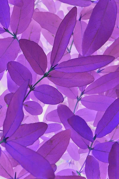 Fondo Floral Púrpura Brillante Pegadizo Ácido Follaje Cerca Espectacular Fondo —  Fotos de Stock