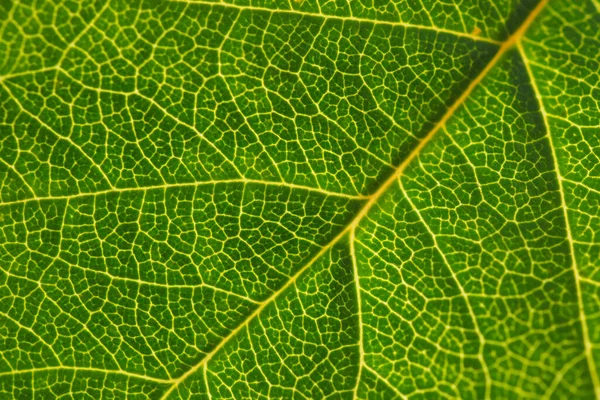 Folha Arbusto Fruto Close Padrão Mosaico Uma Rede Veias Amarelas — Fotografia de Stock