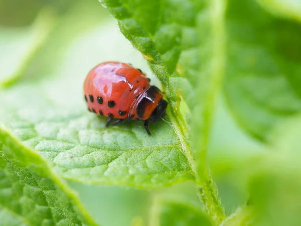 Potato Bug Larva Creeps Leaf Plant Close Bright Illustration Topic — Stock Photo, Image