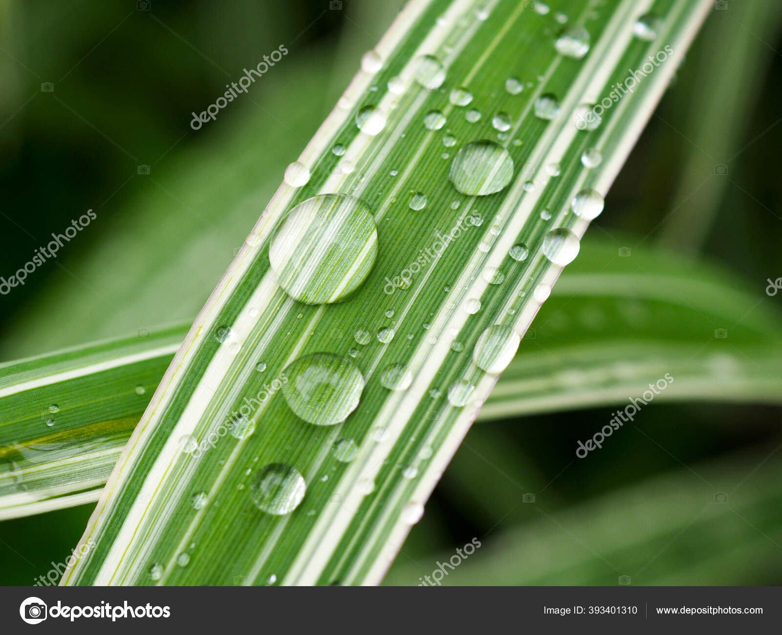 Grosse Regentropfen Auf Einem Gestreiften Weiss Grunen Blatt Einer Pflanze Stockfotografie Lizenzfreie Fotos C Deacons Docs Depositphotos