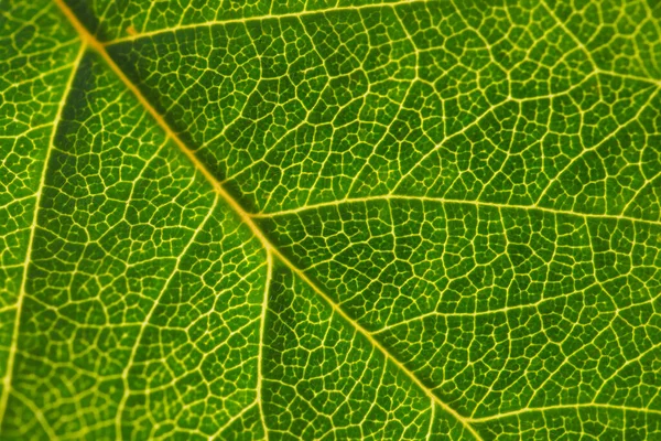 Лист Дерева Крупним Планом Мозаїчний Візерунок Сітки Жовтих Вен Зелених — стокове фото