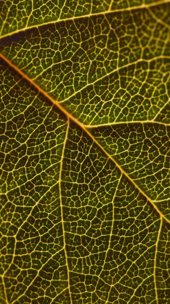 Fondo Pantalla Vertical Natural Oscuro Para Teléfono Móvil Hoja Del —  Fotos de Stock