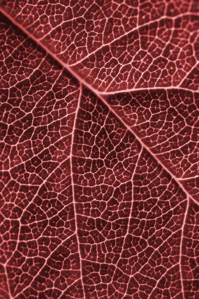 Foglia Albero Primo Piano Sfondo Rosso Scuro Tonica Carta Parati — Foto Stock