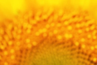 Bir ayçiçeğinin çiçeği. Sarı bulanık arkaplan. Yaz teması üzerine canlı, neşeli duvar kâğıdı ve yumuşak bir odak ile çiçek açıyor. Parlak bitki arkaplanı. Yukarıdan üst görünüm