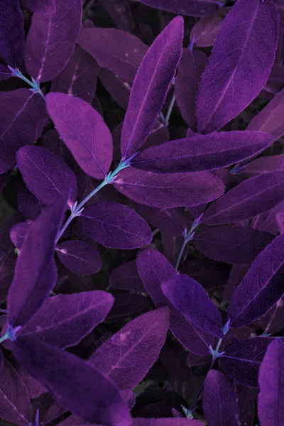 Fondo Floral Inusual Color Púrpura Oscuro Follaje Cerca Fantástico Fondo —  Fotos de Stock