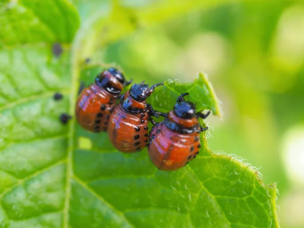 Larvas Besouro Batata Colorado Comem Uma Folha Batata Close Uma — Fotografia de Stock