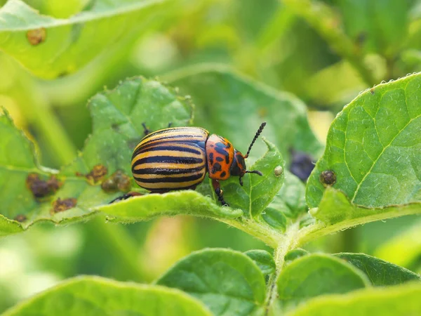 Colorado beetle sitting on a pitted potato leaf. Close-up. A bright illustration about insects, pests of agricultural plants. Fighting the potato bug. Macro