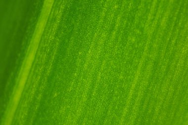 Doğal koyu yeşil çiçek arkaplanı. Sepet bitkisi yaprağı yakın plan. Masaüstü duvar kağıdı veya arkaplan. Güçlü makro