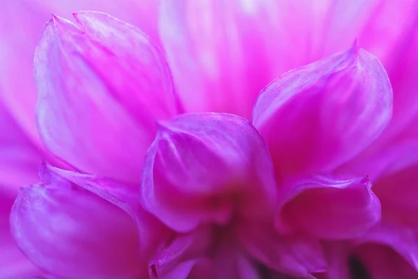 식물학적 반투명의 분홍색 글라디올러스 꽃잎의 사진입니다 페이퍼 식물의 배경이다 매크로 — 스톡 사진