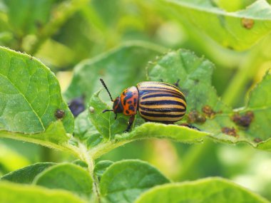 Colorado patates böceği patates yaprağının üzerinde oturuyor. Bu tarımsal tesisi zararlılardan koruyorum. Yakın plan. Parlak yatay bir illüstrasyon. Makro