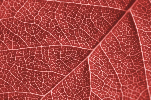 Foglia Arbusto Frutto Primo Piano Sfondo Rosso Chiaro Tonica Carta — Foto Stock