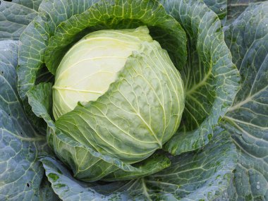 Olgun lahana kafası. Tarım fabrikası. Brassica oleracea. Yeni bir mahsul hasat ediyorum. Sonbaharın meyveleri. Vejetaryen yemeği. Sebze bahçesi ve bahçıvanlık konulu bir resim.