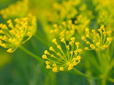 Yeşil çimenlerin arka planında derin bir şişkinlik. Sarı küçük çiçekler. Yaz teması, bahçe ve sıcak güneşli günler üzerine parlak bir illüstrasyon. Makro