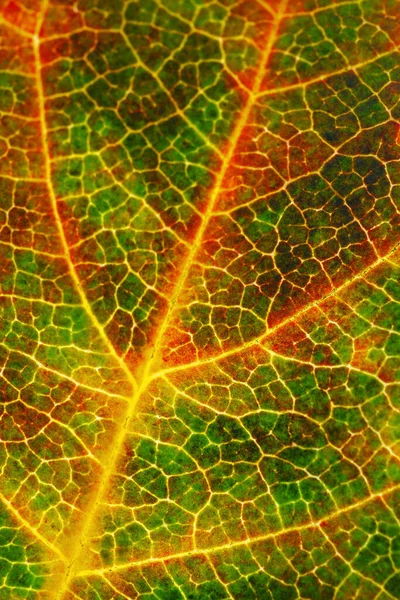 果実の葉は密生します 縦の背景や壁紙 黄色の静脈と緑と赤の植物細胞のネットワークのモザイクパターン 明るい秋の背景 強力なマクロ — ストック写真
