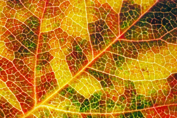 Leaf Tree Close Vivid Horizontal Background Wallpaper Autumn Mosaic Pattern — Stock Photo, Image