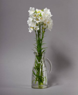 Bellflower gri arka plan üzerinde bir vazoda