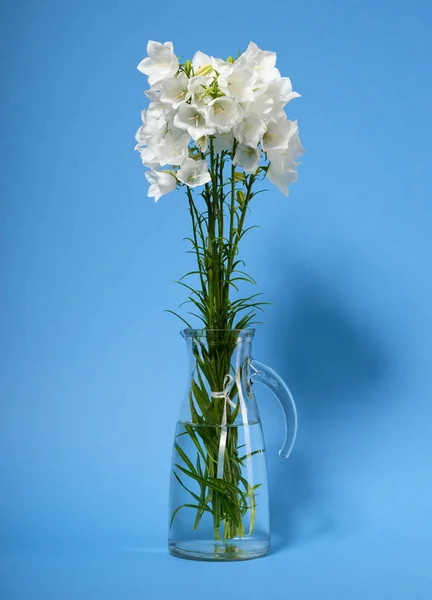Glockenblume Einer Vase Auf Zyanischem Hintergrund — Stockfoto
