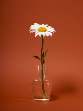 bir papatya çiçek kahverengi zemin üzerinde bir vazoda