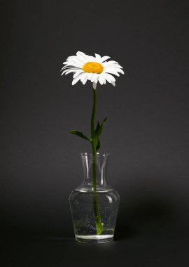 siyah arka plan üzerine bir vazoda bir papatya çiçek