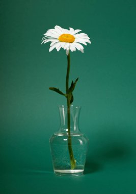 bir papatya çiçek yeşil zemin üzerine bir vazoda