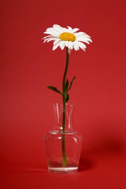 bir papatya çiçek kırmızı zemin üzerine bir vazoda