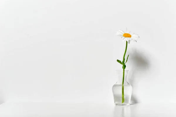 Een Kamille Bloemen Een Vaas Een Tafel Door Wall Witte — Stockfoto