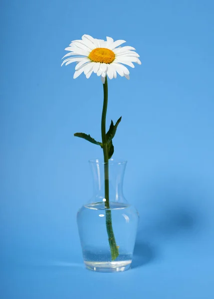 Fiore Camomilla Vaso Sfondo Ciano — Foto Stock