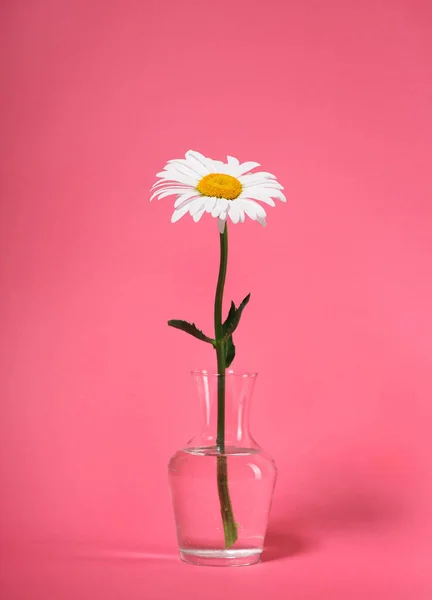 Een Kamille Bloemen Een Vaas Roze Achtergrond — Stockfoto