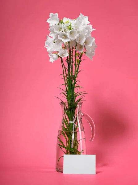 Bellflower Vaso Fundo Rosa — Fotografia de Stock