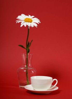 bir papatya çiçek kırmızı zemin üzerine bir vazoda