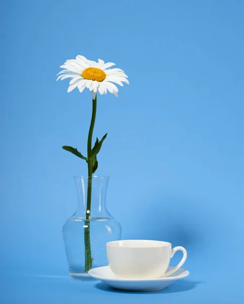 Een Kamille Bloemen Een Vaas Cyaan Achtergrond — Stockfoto