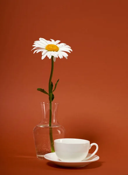 Une Fleur Camomille Dans Vase Sur Fond Brun — Photo