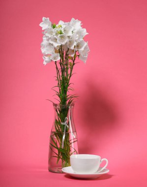 Bellflower pembe bir arka plan üzerinde bir vazoda