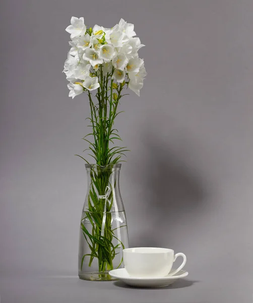Clocher Dans Vase Sur Fond Gris — Photo