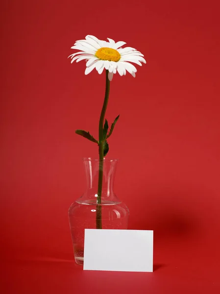 one chamomile flower in a vase on red background