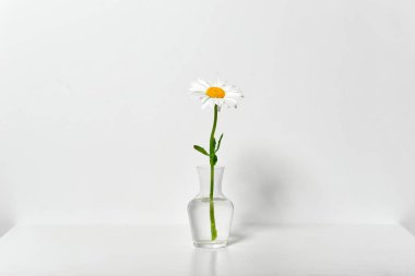 bir papatya çiçek beyaz duvar arka tarafından bir masada bir vazoda