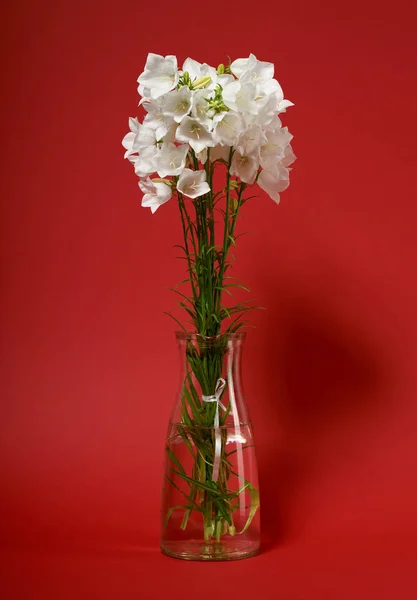 Glockenblume Einer Vase Auf Rotem Hintergrund — Stockfoto