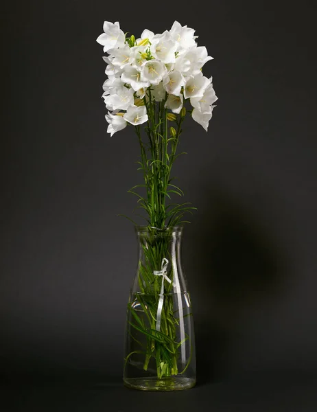 Clocher Dans Vase Sur Fond Noir — Photo