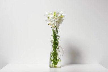 Bellflower tablosuna göre duvar, beyaz arka plan üzerinde bir vazoda