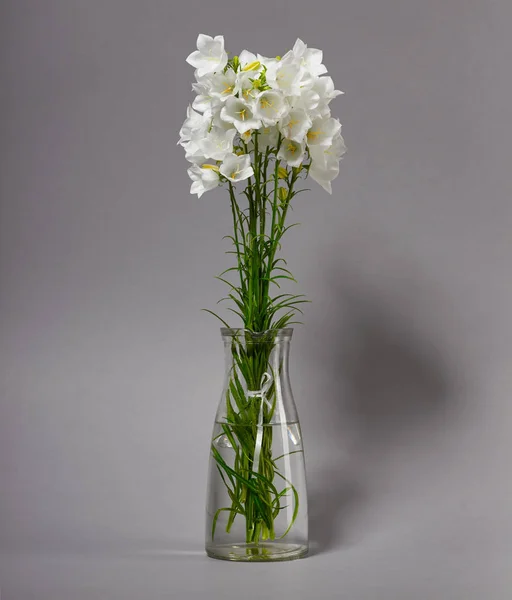 Clocher Dans Vase Sur Fond Gris — Photo