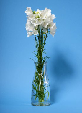 Bellflower Camgöbeği arka plan üzerinde bir vazoda