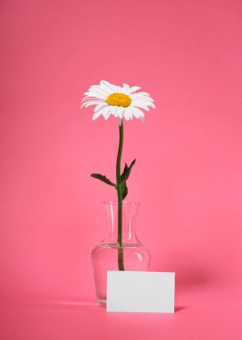 bir papatya çiçek pembe bir arka plan üzerinde bir vazoda