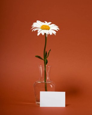 bir papatya çiçek kahverengi zemin üzerinde bir vazoda