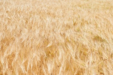 sarı buğday alanı ve açık gökyüzü parlak güneşli bir günde, güzel yaz manzara olduğunu