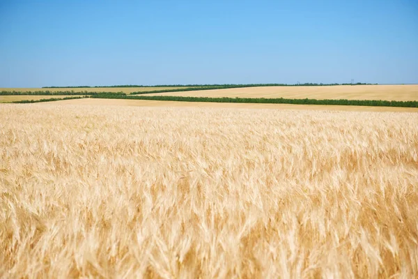 Yellow Wheat Field Clear Sky Bright Sunny Day Beautiful Summer — Stock Photo, Image