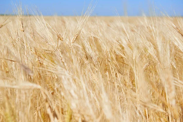 黄色の麦畑と澄んだ空が 明るく晴れた日 美しい夏の風景 — ストック写真